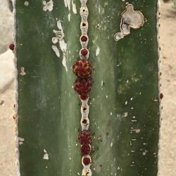 Mexican fencepost cactus
